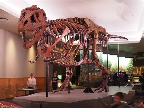 Situs Arkeologi T. rex di Kanada
