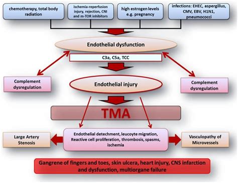 TMA