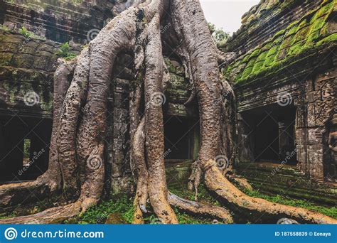 Ta Prohm Tree Roots