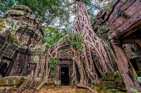 Ta Prohm roots temples