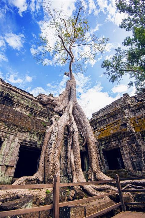 Ta Prohm temple trees