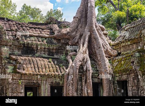 Ta Prohm trees