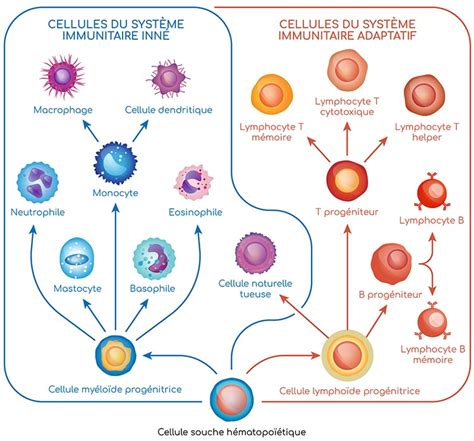 Tableau des cellules immunitaires