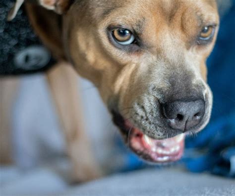 Tackling Common Behavior Issues