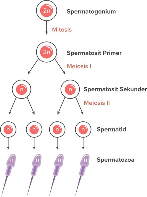 Tahapan Spermatogenesis Secara Berurutan Adalah