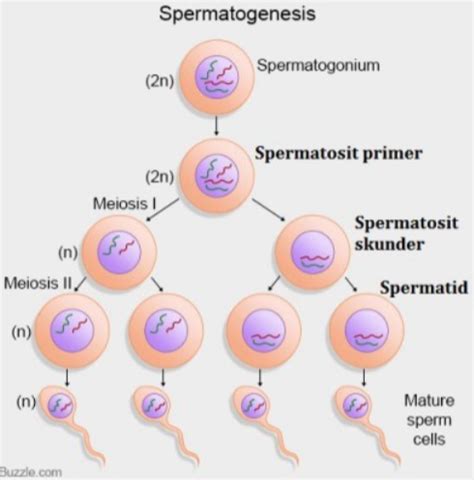 Tahapan Spermatogenesis Secara Berurutan Adalah