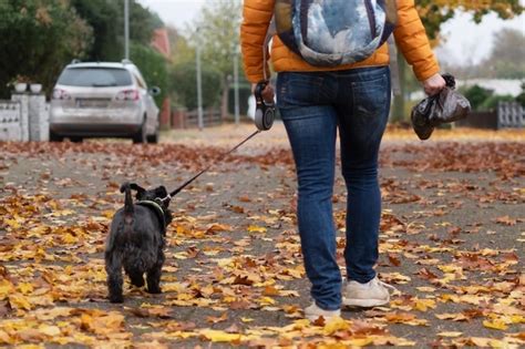 Taking Dog