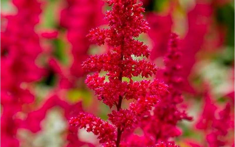 tall perennial red flowers
