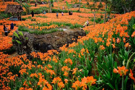 Taman Bunga Amarilis