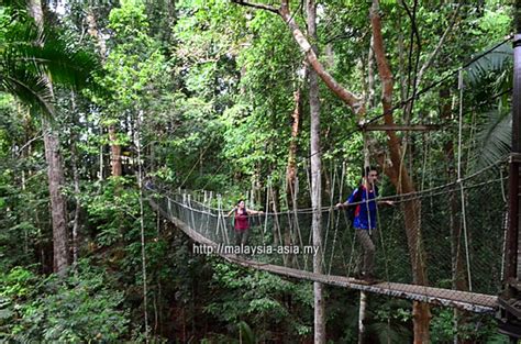 Taman Negara Canopy Walk
