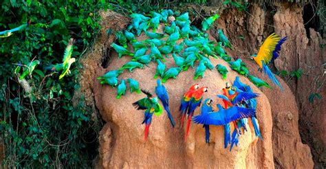 Tambopata Ayahuasca Retreat Review: 2-Day Lodge & Lunch