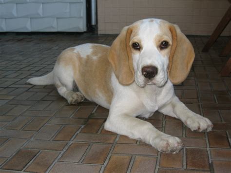 Tan White Beagle