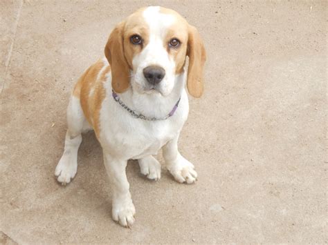 Female, 6Yrs 1 Months tan/white Beagle Dog 207286 Avail 6/… Flickr