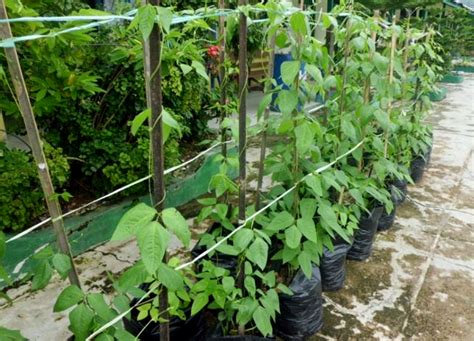 Tanam Kacang Panjang Hidroponik Indonesia