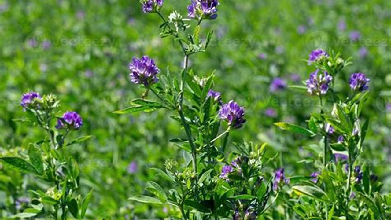 Tanaman Alfalfa: Penemuan dan Wawasan Menjanjikan untuk Peternakan