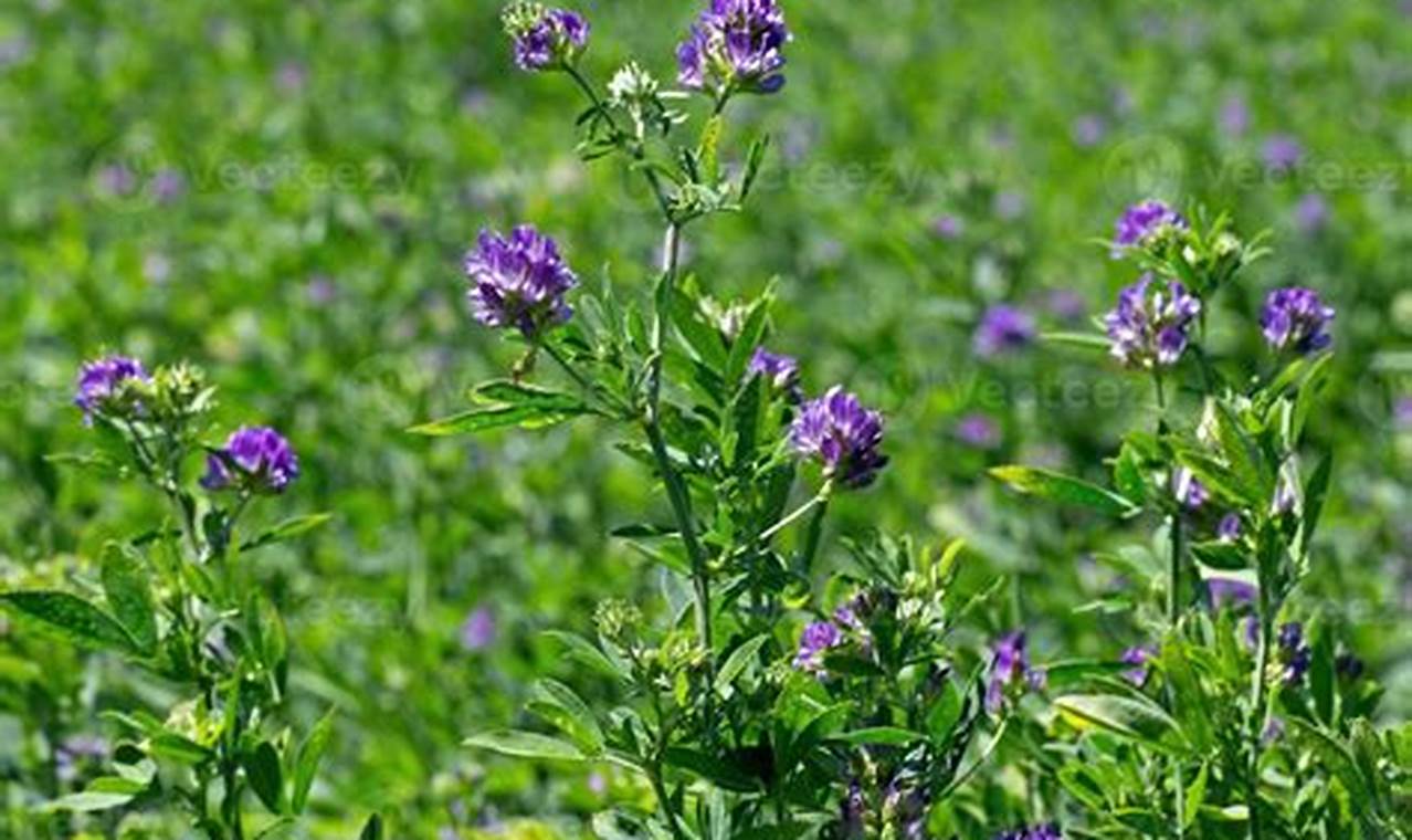 Tanaman Alfalfa: Penemuan dan Wawasan Menjanjikan untuk Peternakan