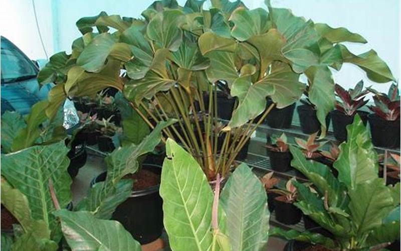 Tanaman Anthodium Corong