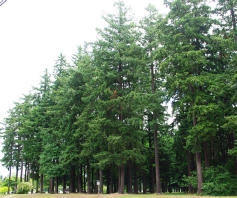 Tanaman Pohon Cedar Aras: Panduan Lengkap untuk Menanam dan Merawatnya Taman Inspirasi SAFA