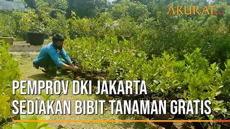 Tanaman Gratis Dki