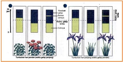 Tanaman Hari Pendek: Keuntungan dan Kerugian