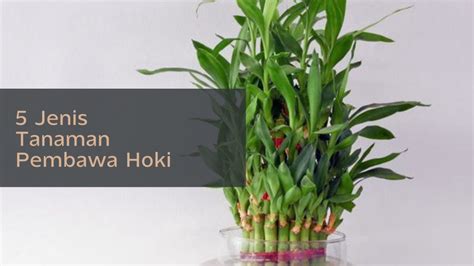 Tanaman Pembawa Hoki