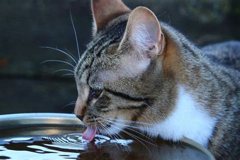 Tanda-tanda Kucing Anda Kurang Minum Air