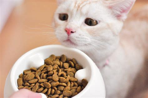 Tanda-tanda Kucing Tidak Mau Makan