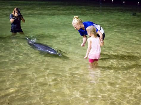 Tangalooma Dolphin Feeding