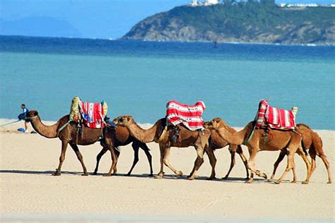 Tangier camel on beach
