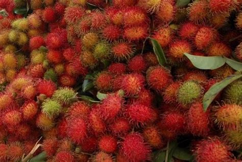 Tangkue rambutan
