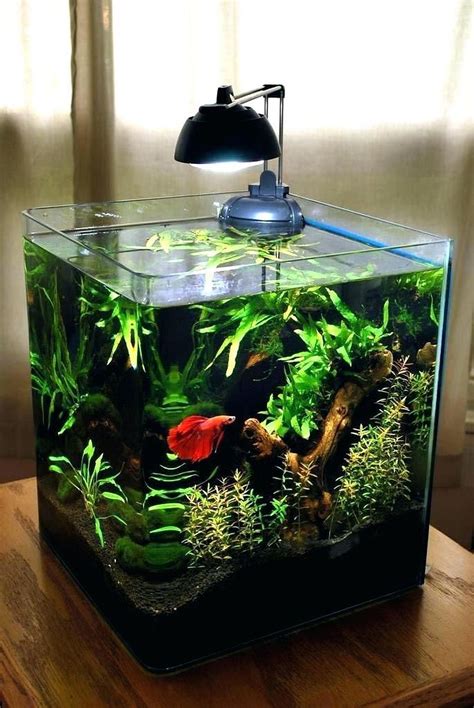 Tank Decorations For Betta