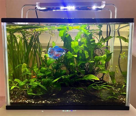 Tank Size For Betta