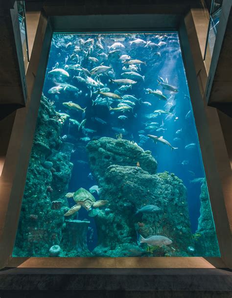 Tanked Aquarium