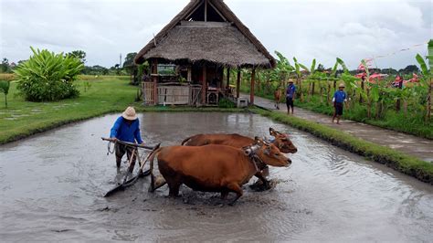 Tantangan modernisasi Subak