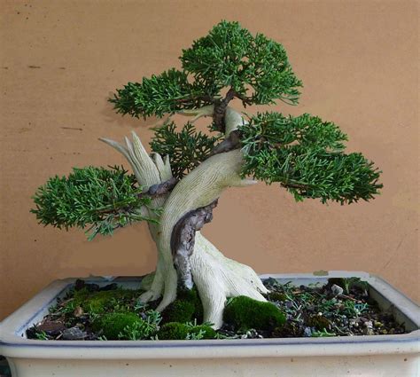 Tanuki Bonsai
