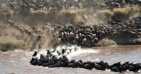 6-Day Tanzania Great Migration Tour: A Real Look