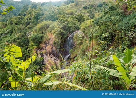 Tanzania Waterfall Forest