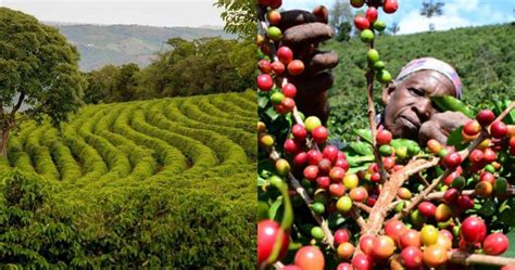 Tanzanian Coffee Tour