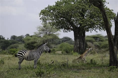 Tarangire Giraffe Zebra