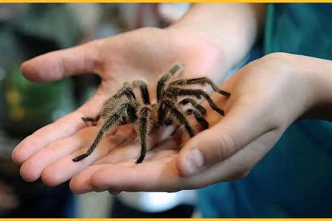 Tarantula Handling