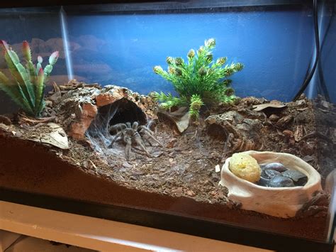 Tarantula Terrarium Setup