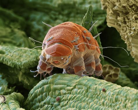 Tardigrades