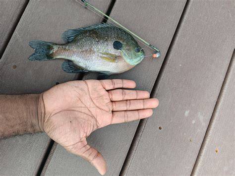 Target Fish Sicily
