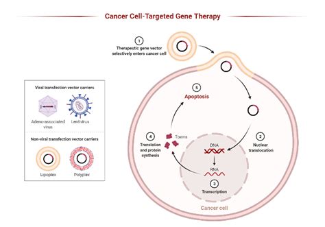 Targeted Therapy and Gene Therapy