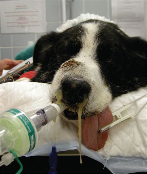 Targeting Nasal and Sinus Issues in Dogs