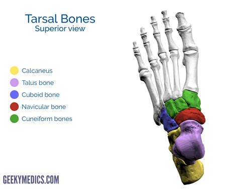 Bones of the Foot Tarsal bones Metatarsal bone Geeky