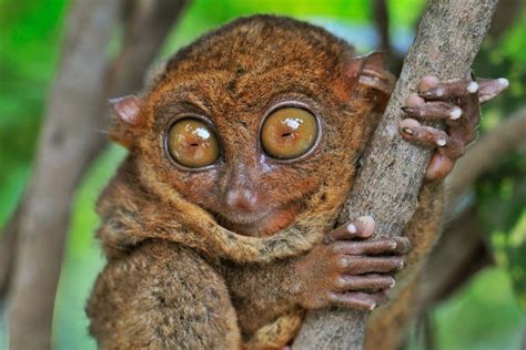 Tarsier