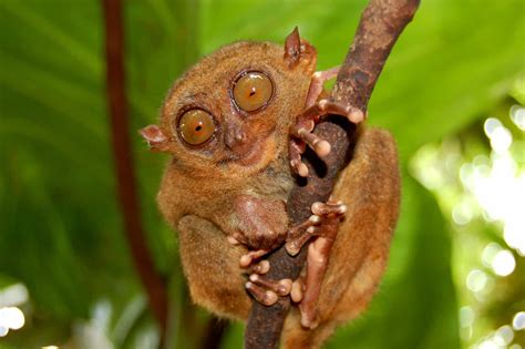 Tarsiers