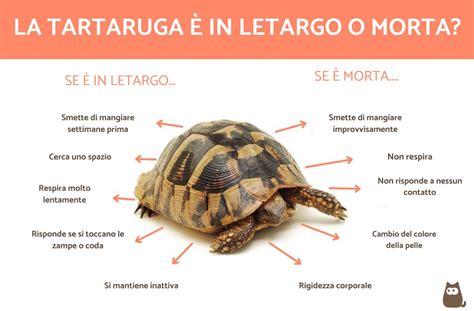Come capire se la tartaruga è morta o è in letargo: ecco i segnali