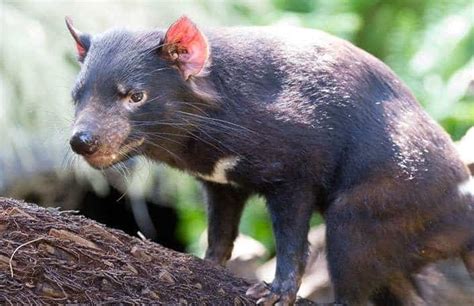 Tasmanian Devil conservation